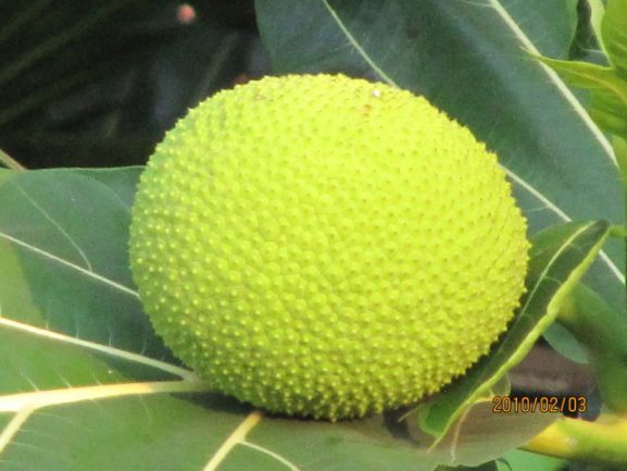 Breadfruit Information And Facts Auscrops Au