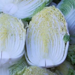 Chinese Cabbage