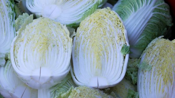 Chinese Cabbage