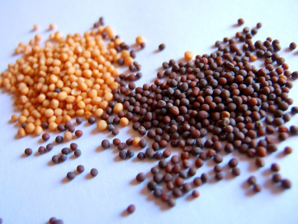 Mustard seed