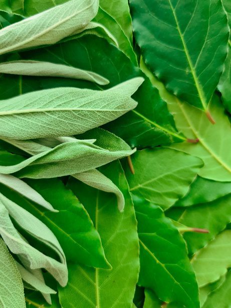 Bay leaf
