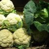 Cauliflower