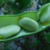 Fava beans
