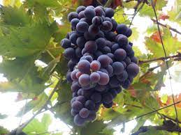 Grapes
