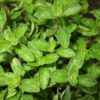 Oregano