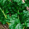 Spinach leafs