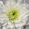 White chrysanthemum