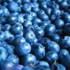 blueberry