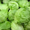iceberg lettuce