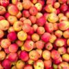 Apples for sale