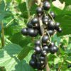 Black Currant