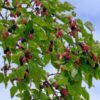 Black Mulberry