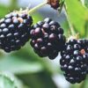 Boysenberry