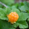 Cloudberry