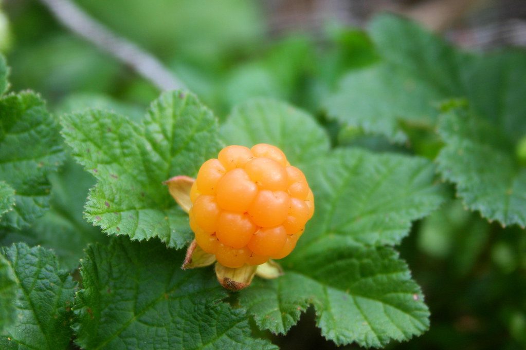 Cloudberry