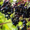 Elderberry