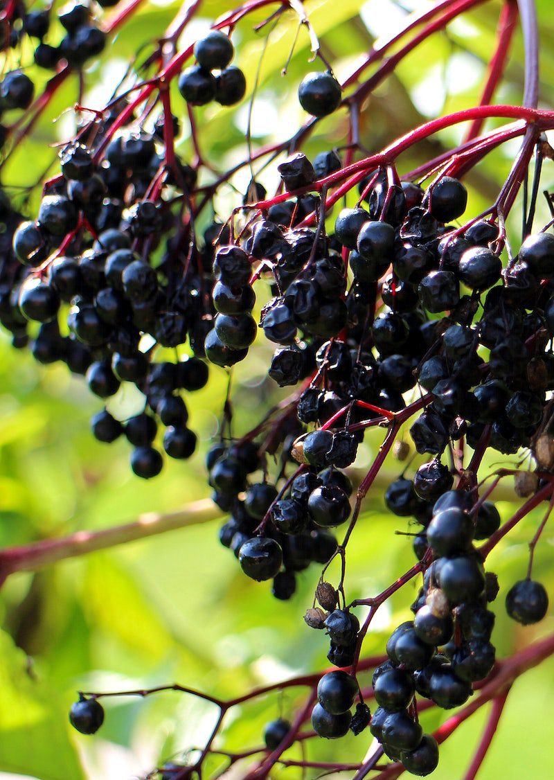 Elderberry