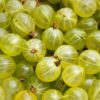 Gooseberry