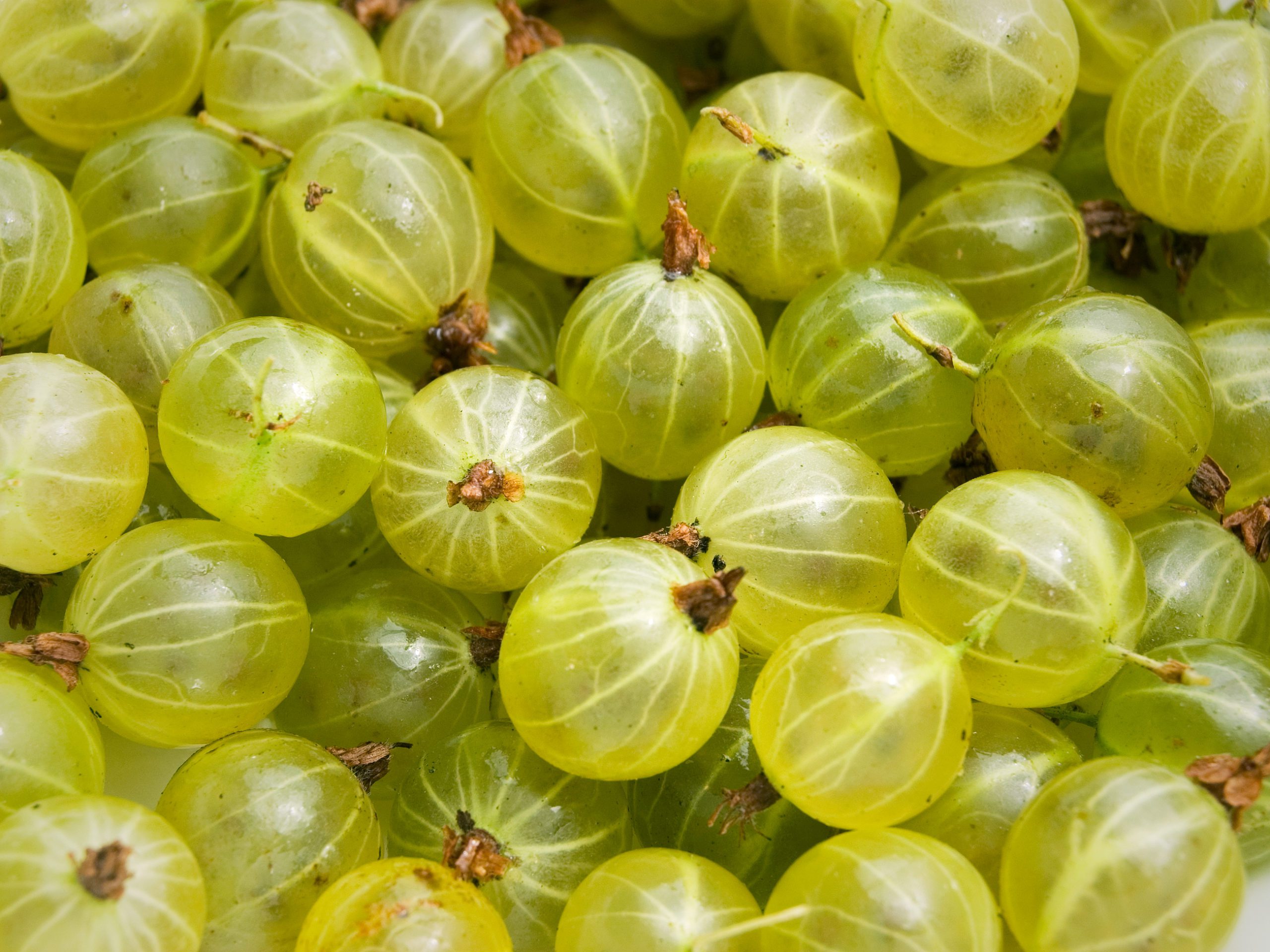 Gooseberry