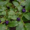 Huckleberry