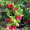 Lingonberry