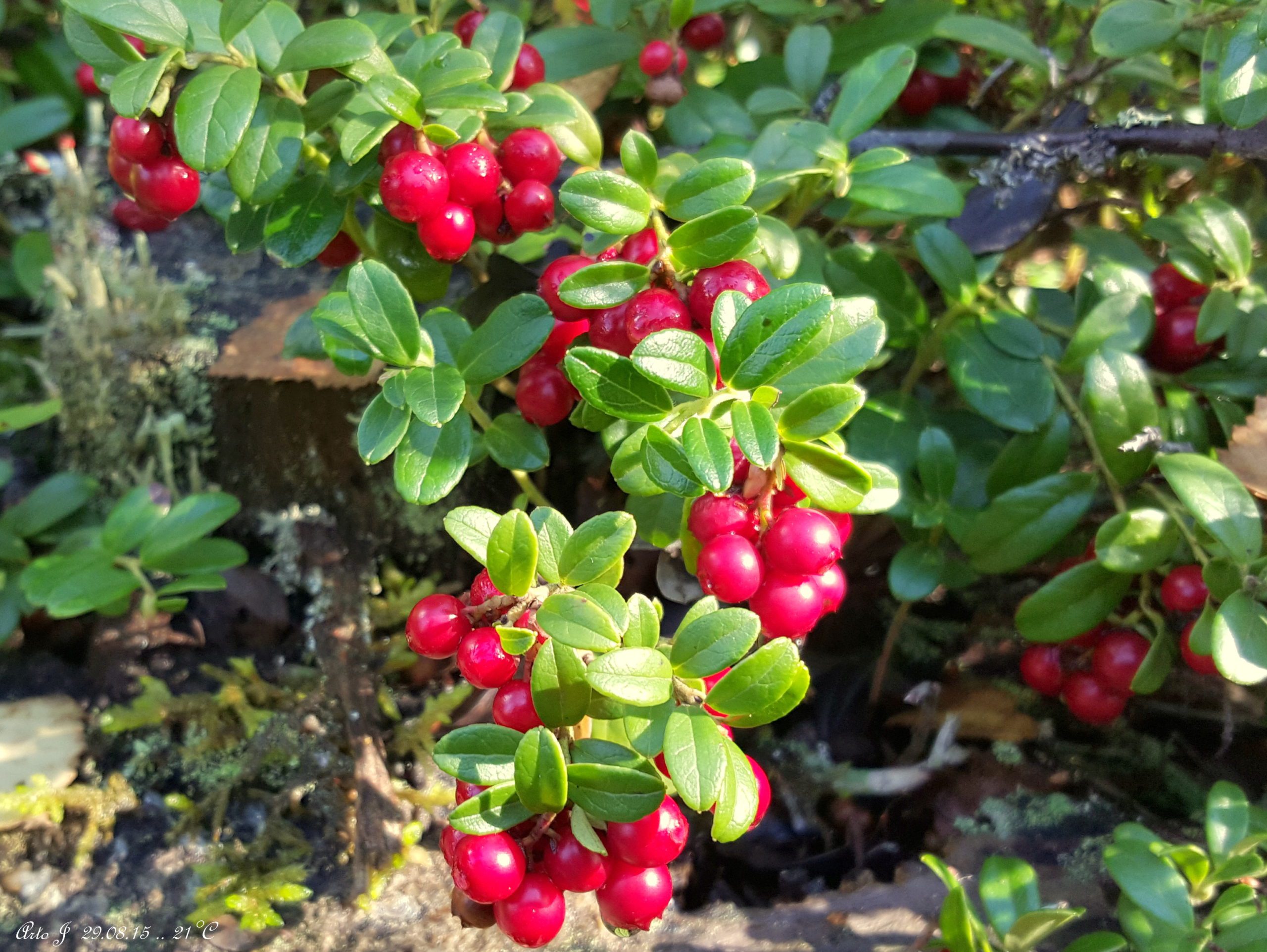 Lingonberry