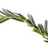 Rosemary Herb