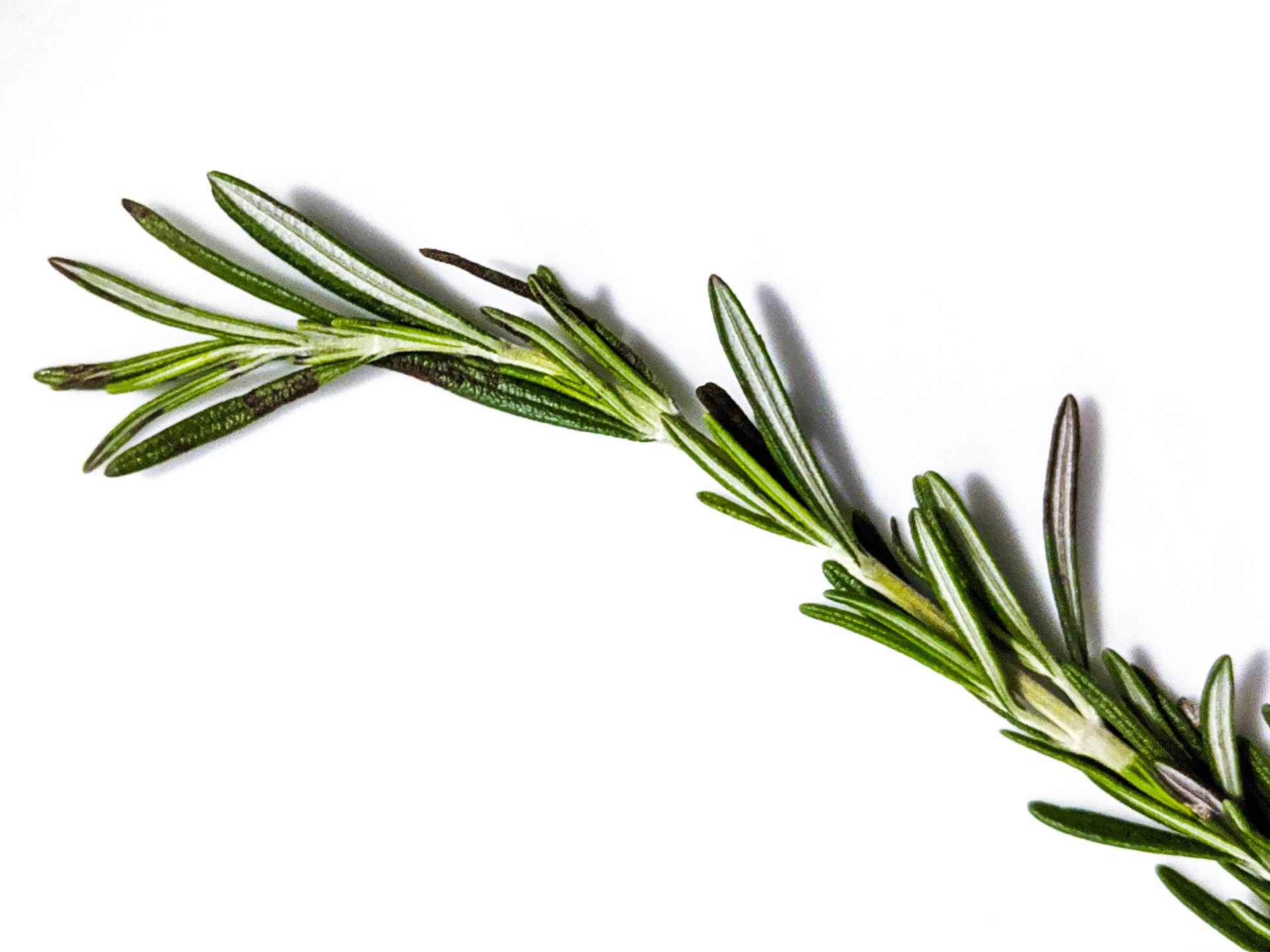 Rosemary Herb