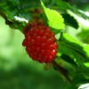 Salmonberry