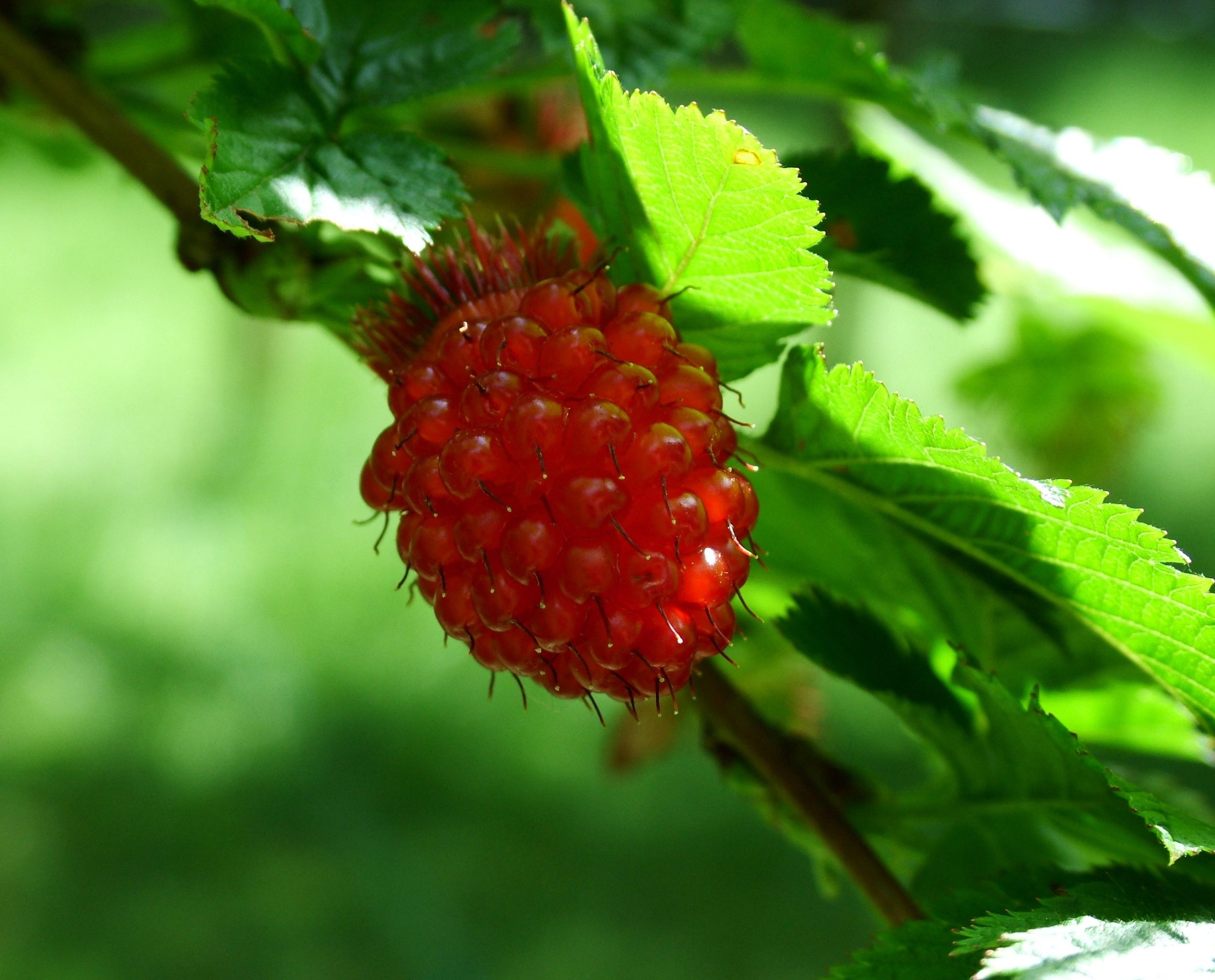Salmonberry