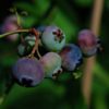Saskatoon Berry
