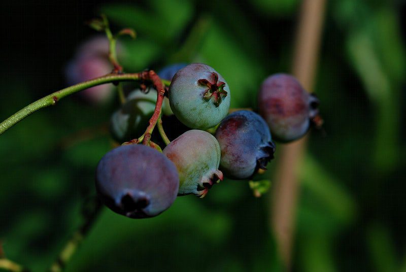 Saskatoon Berry