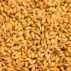 barley