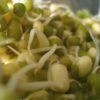 bean sprouts