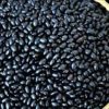 black bean