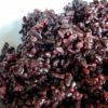 black rice