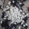 bomba rice
