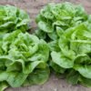 butter lettuce