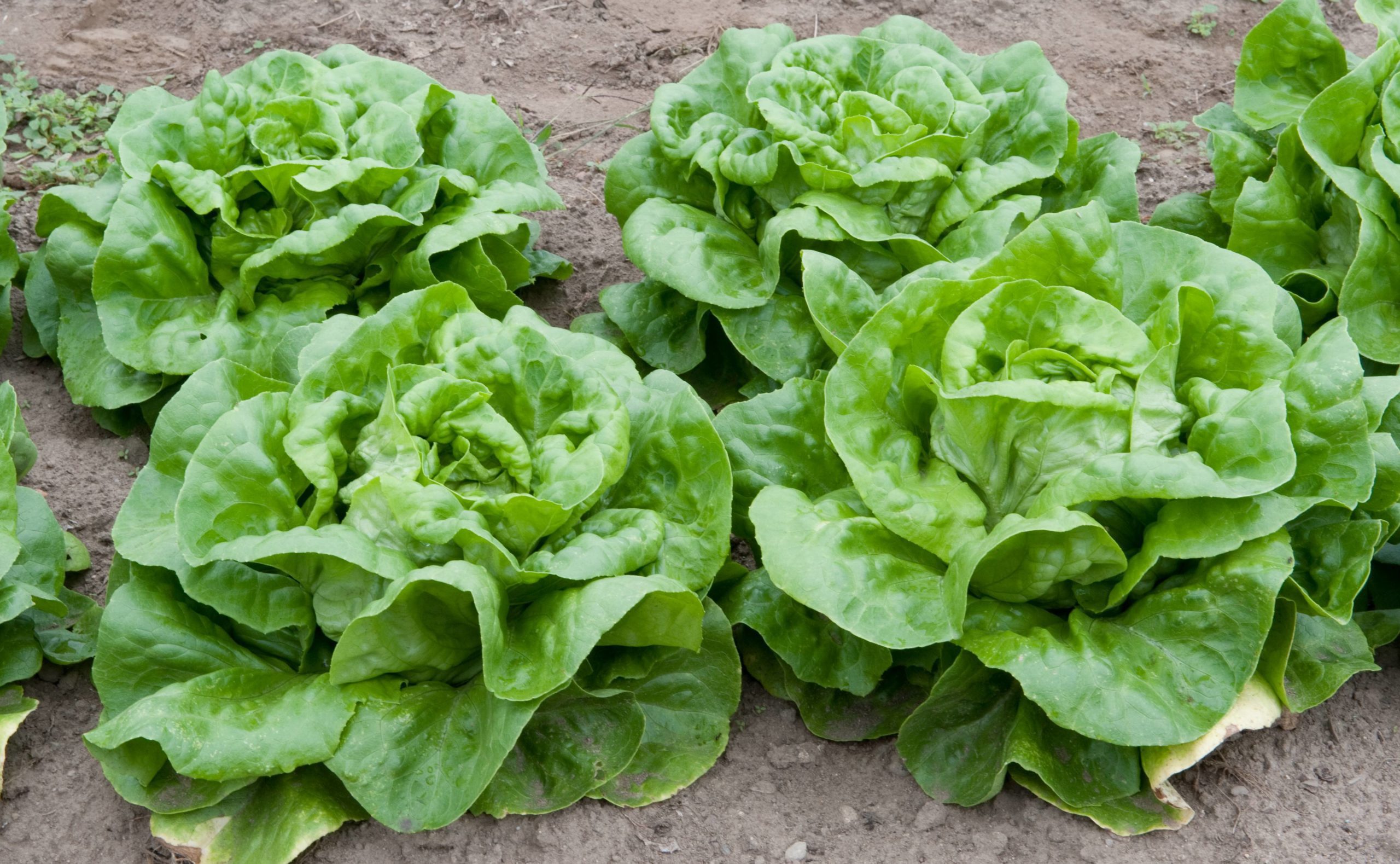 butter lettuce