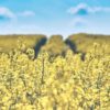 canola oil