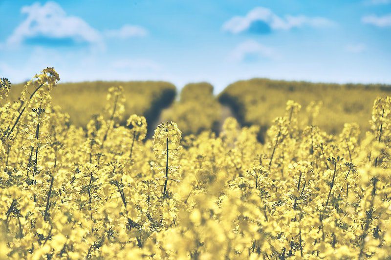 canola oil
