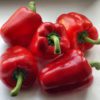 capsicum red