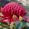 cheap fresh flowers