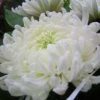 Chrysanthemum White Flower