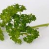 coriander sprigs