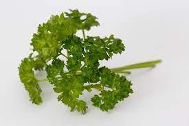 coriander sprigs