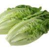 cos lettuce