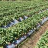 farm pick