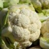 fioretto cauli blossom