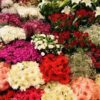 fresh flowers